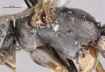 Media type: image;   Entomology 26631 Aspect: thorax lateral